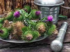 Milk Thistle Benefits Weight Loss Milk thistle weight loss benefits