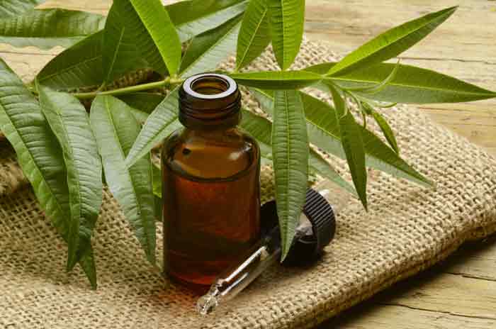 Tea Tree oil for dandruff treatment