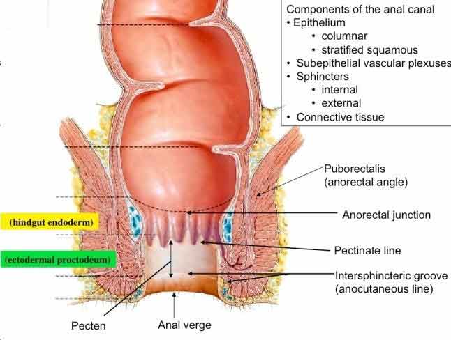 Female Anal Anatomy 22