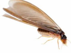 How to get rid of Termites-Kill, Prevent, Damages & Cost How to get rid, kill and prevent termites flying and without wings