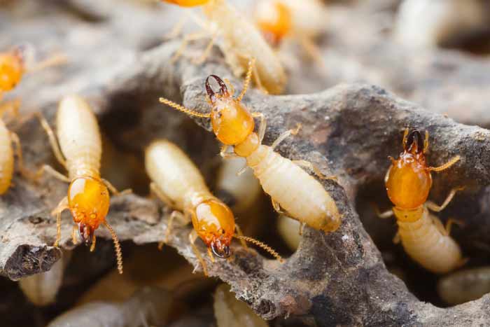 termites appearance-picture