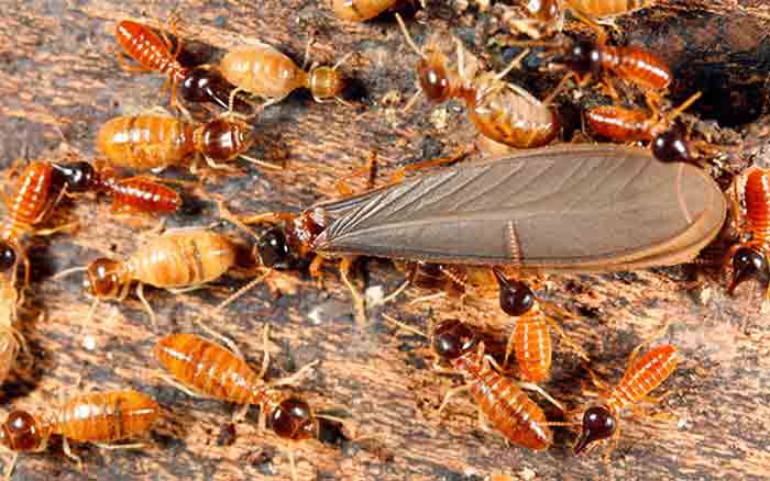 Photo of termite