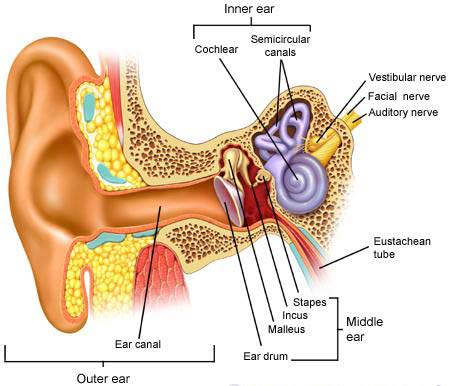 ear diagram middle, outer and inner